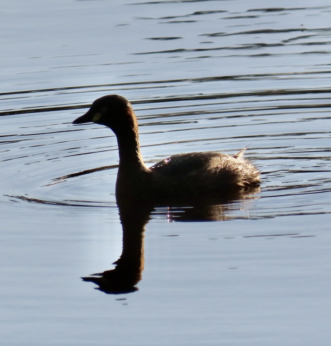 Australasian Grebe - ML484237311