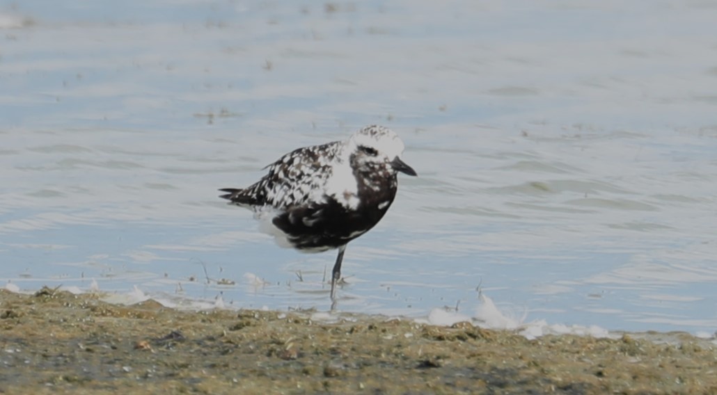 Black-bellied Plover - ML484237331