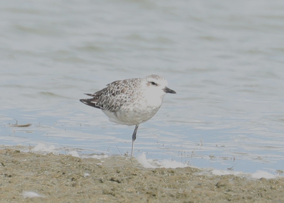 Black-bellied Plover - David Nicosia