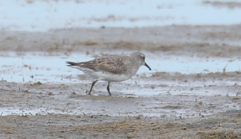 White-rumped Sandpiper - David Nicosia