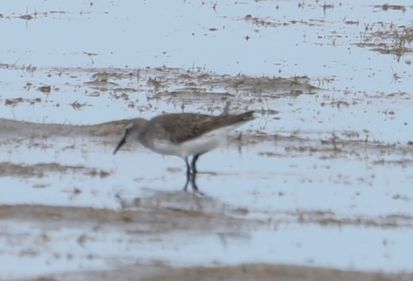 White-rumped Sandpiper - ML484237701