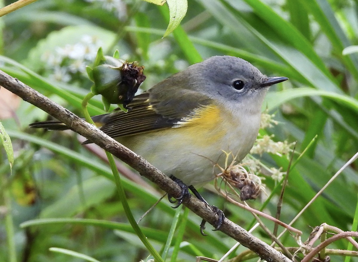 American Redstart - ML484237851