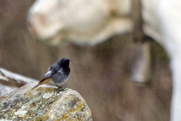 Black Redstart - ML48423791