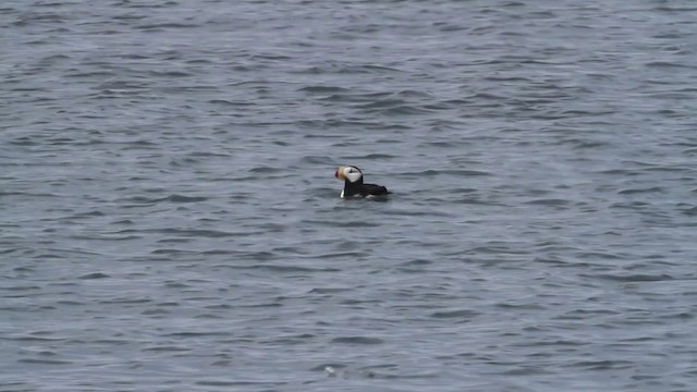 Horned Puffin - ML484238