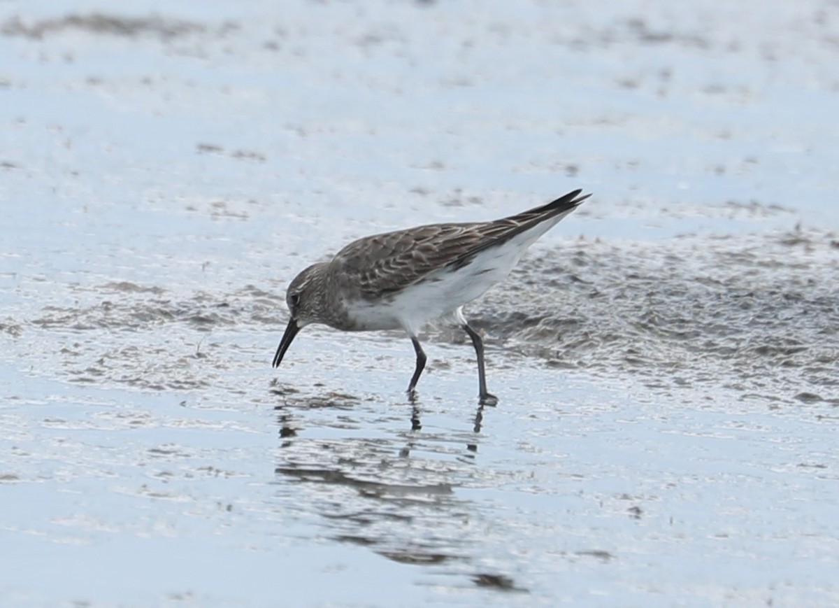 White-rumped Sandpiper - ML484238191