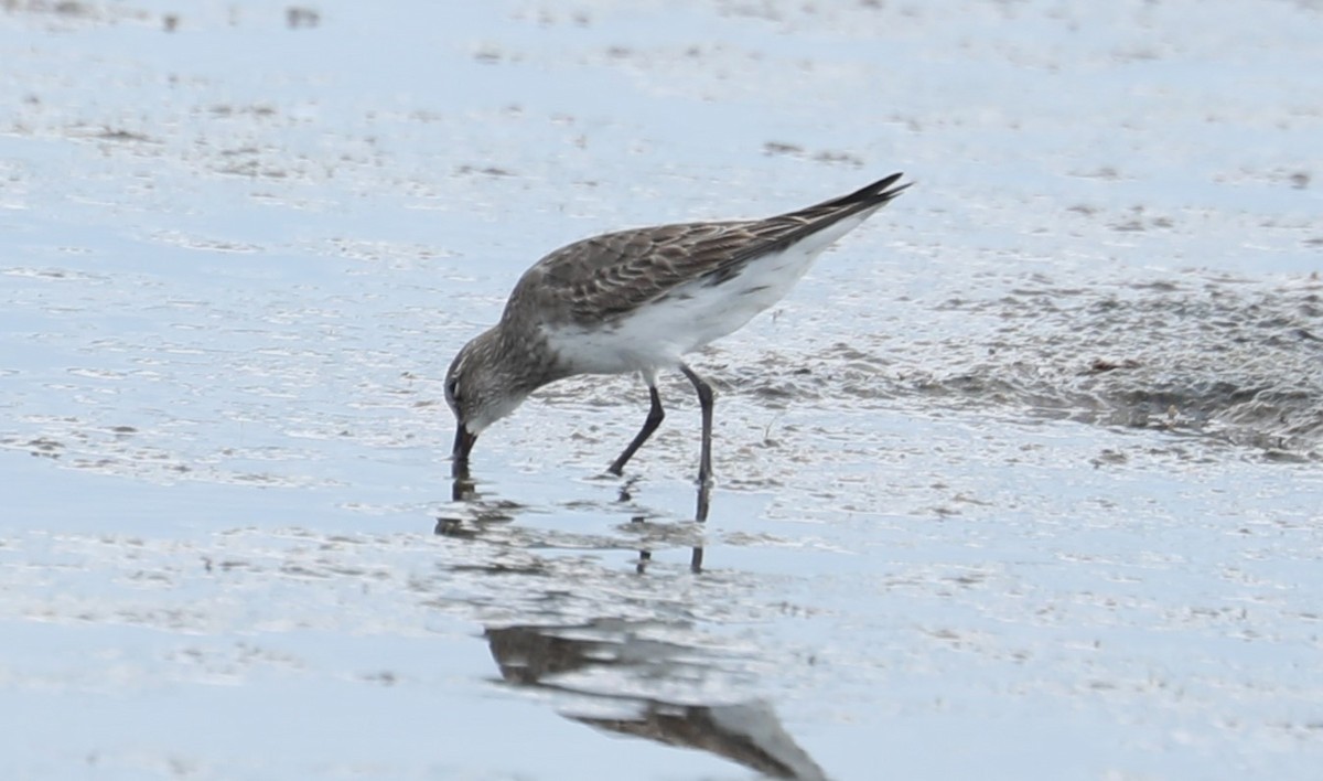 White-rumped Sandpiper - ML484238201