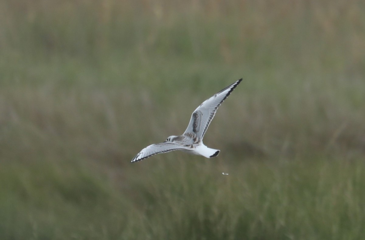 Bonaparte's Gull - ML484238431