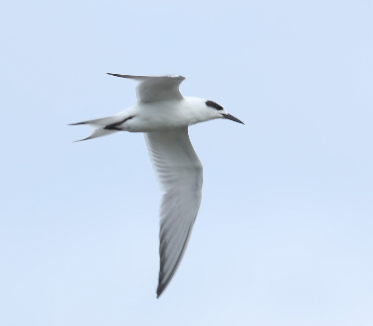 Forster's Tern - ML484239581