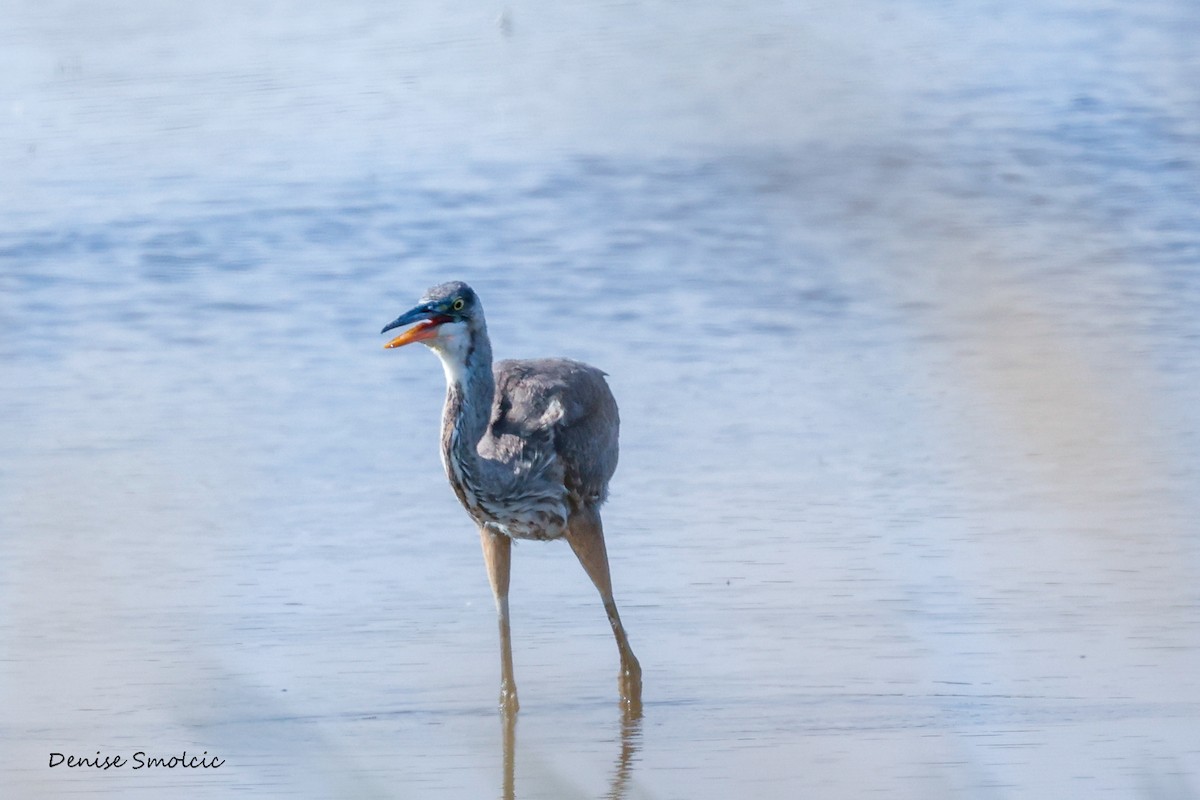 Great Blue Heron - ML484240251