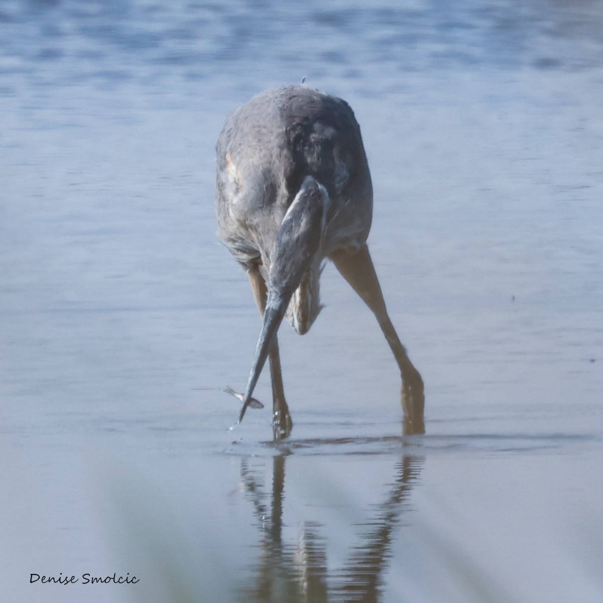 Great Blue Heron - ML484240261