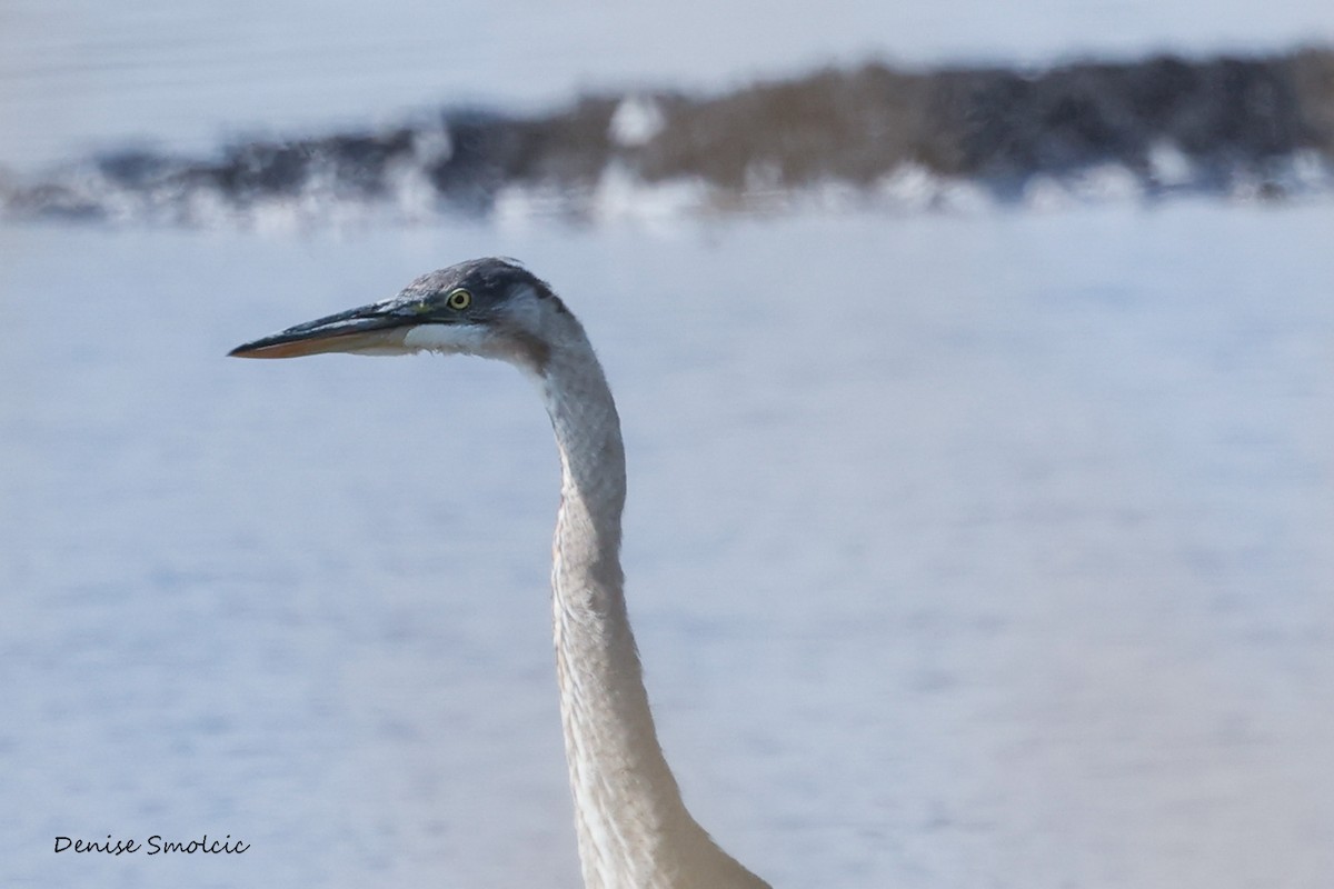 Great Blue Heron - ML484240301