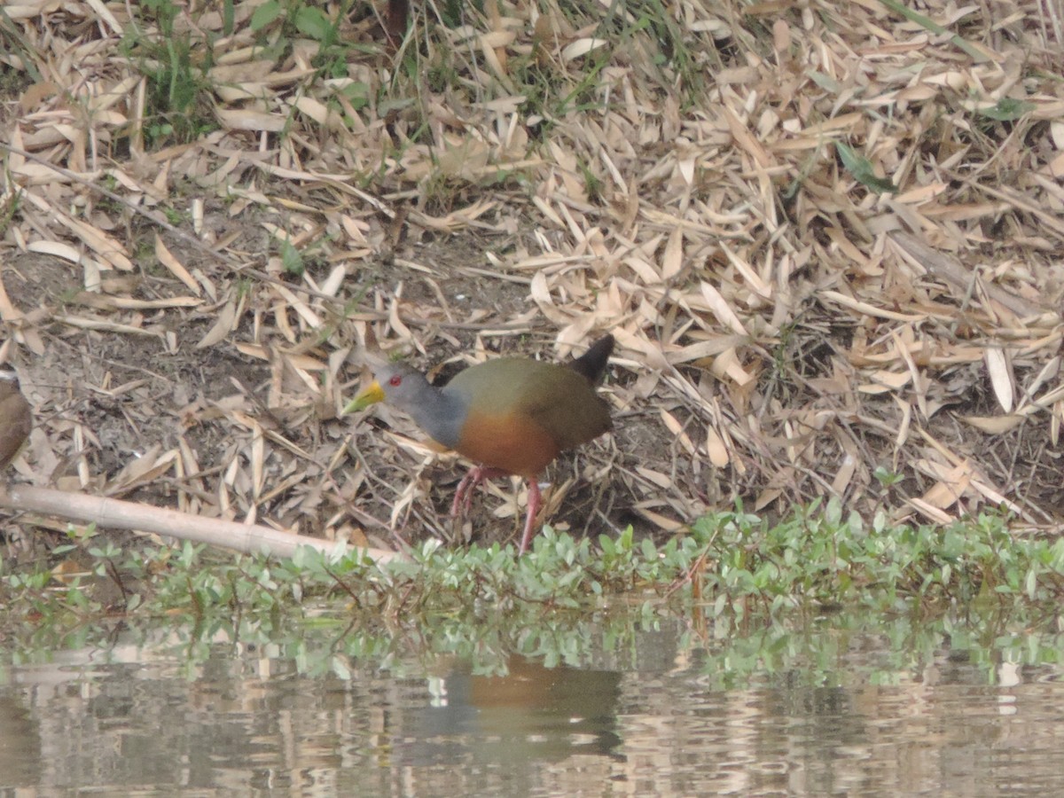 Gray-cowled Wood-Rail - ML484241741