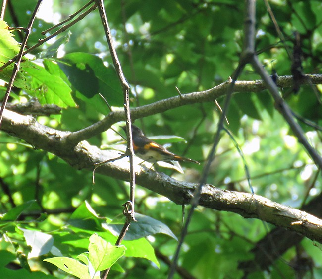 American Redstart - ML484241781
