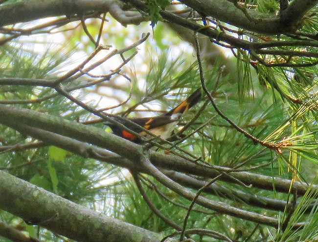 American Redstart - ML484241791