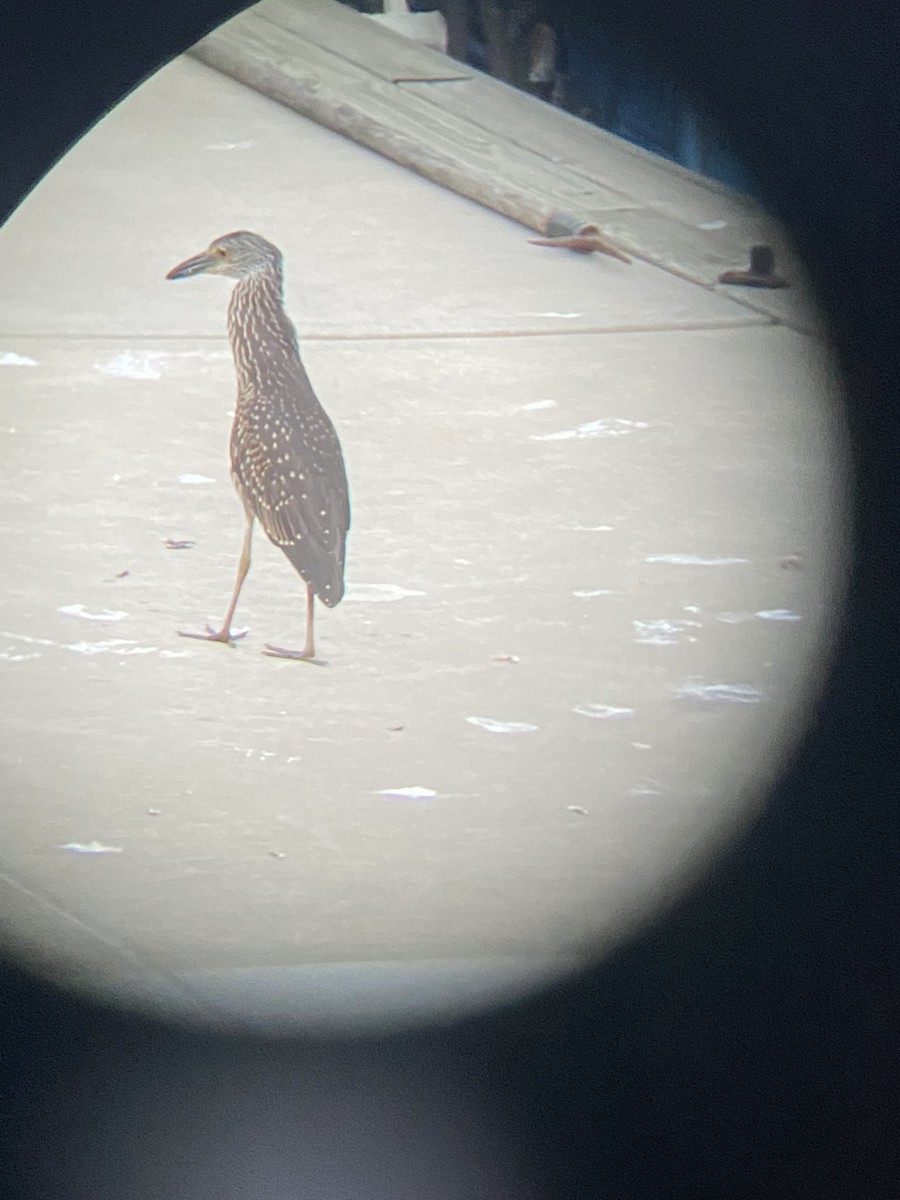 Yellow-crowned Night Heron - ML484242531