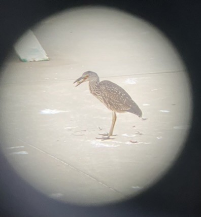 Yellow-crowned Night Heron - ML484242551