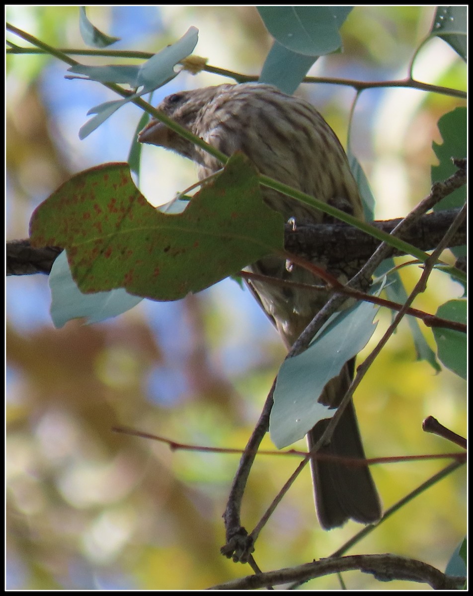 House Finch - ML484243221