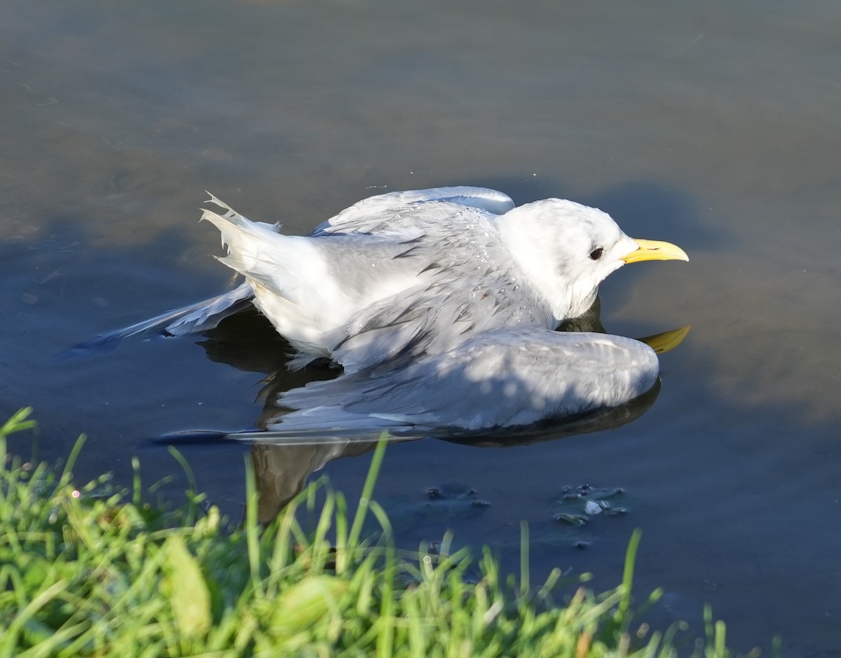 Mouette tridactyle - ML484245101