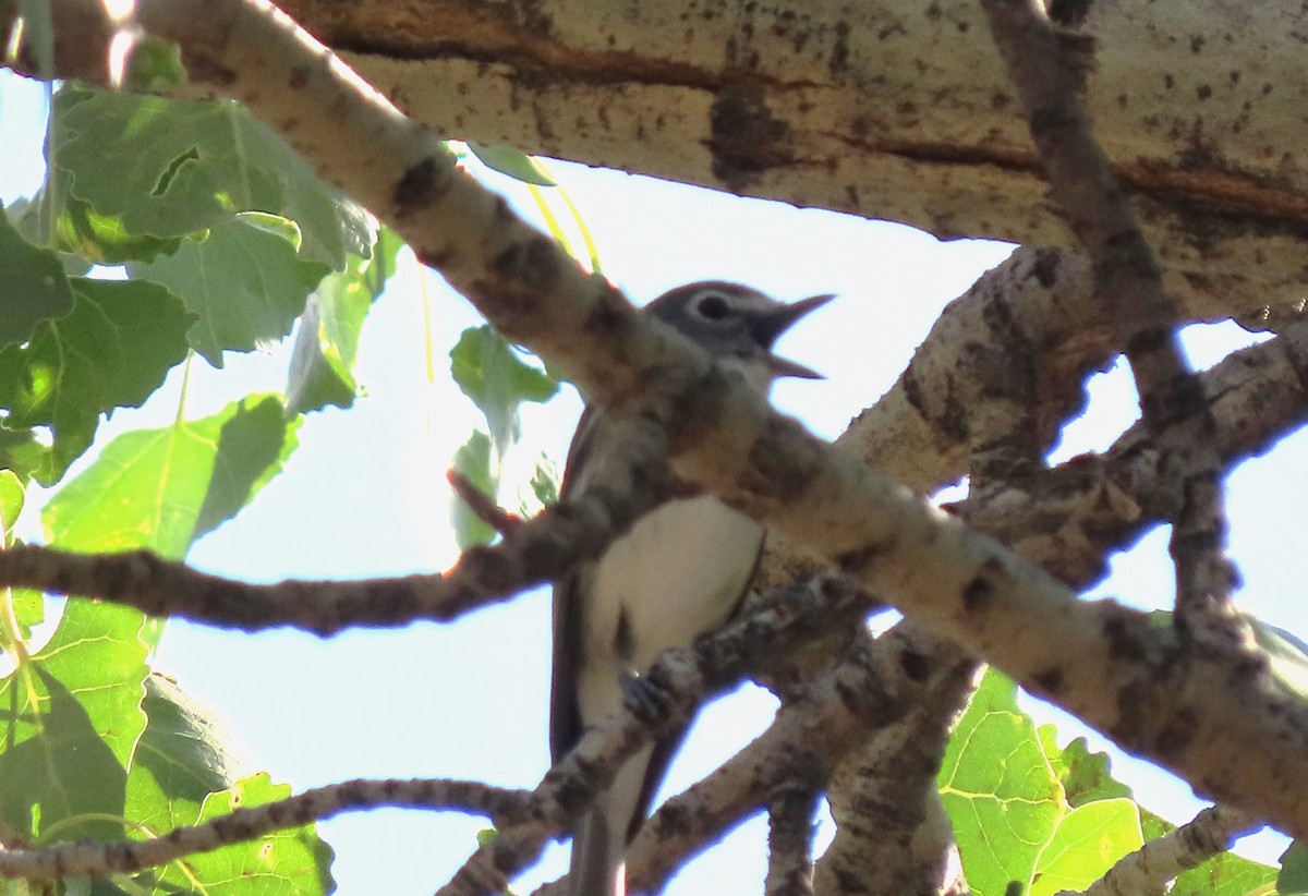 Plumbeous Vireo - Lena Hayashi