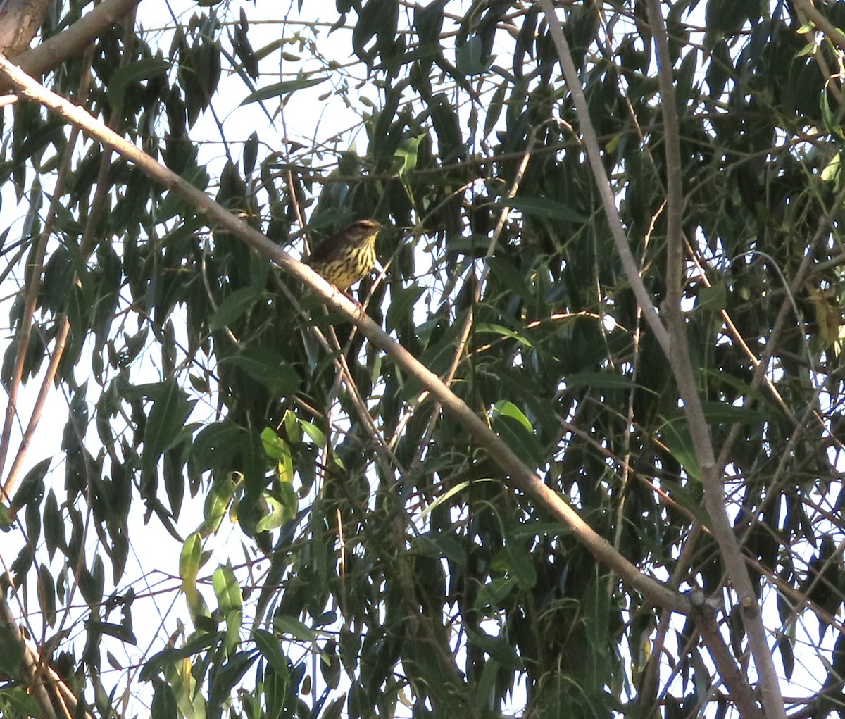 Northern Waterthrush - ML484247791