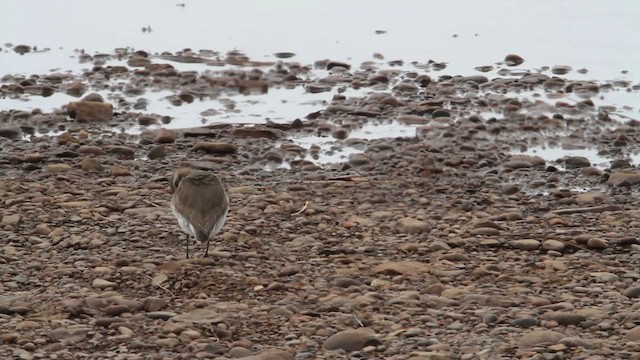 Siberian Sand-Plover - ML484248