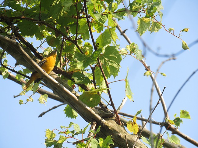 Baltimore Oriole - ML484248311