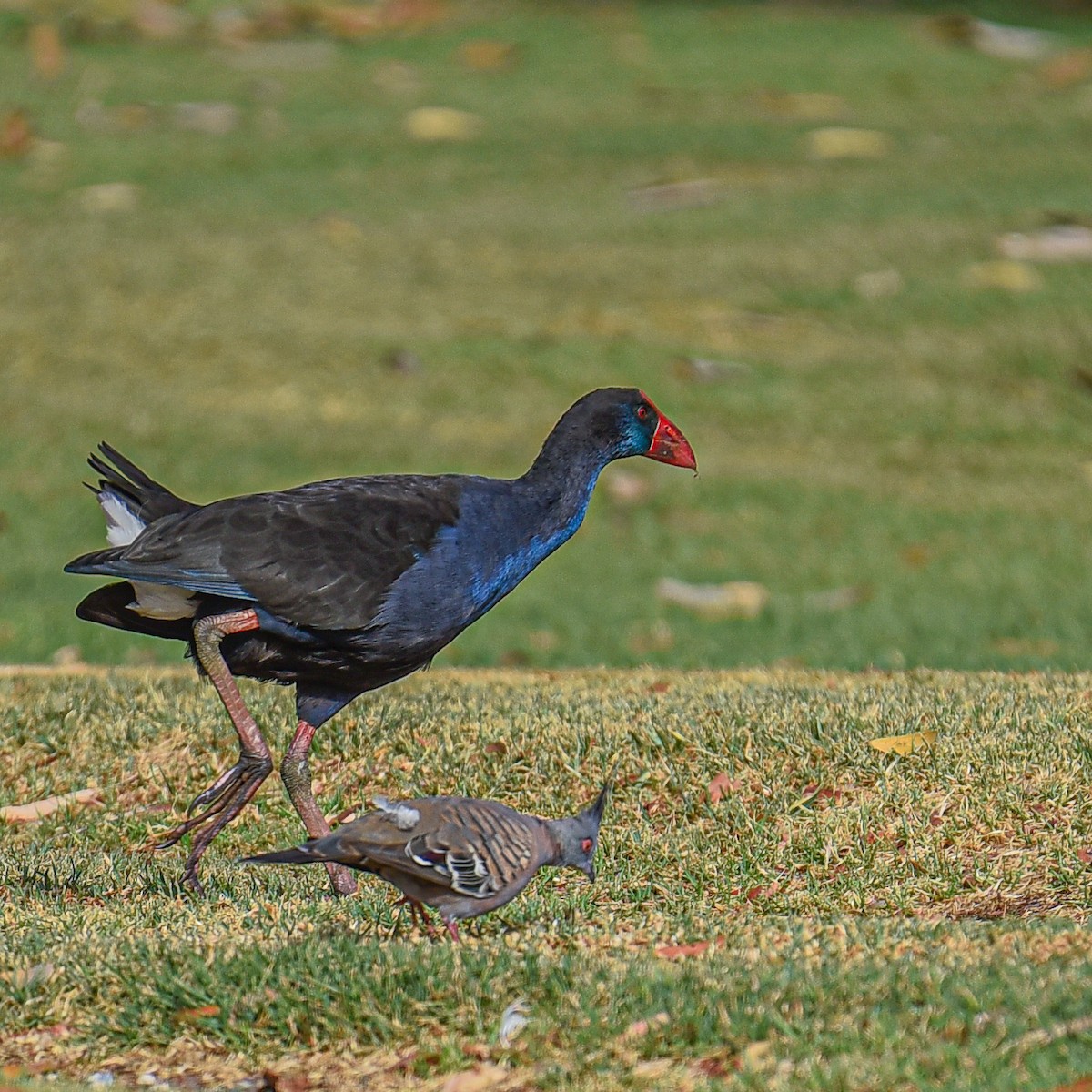 Crested Pigeon - ML484250391