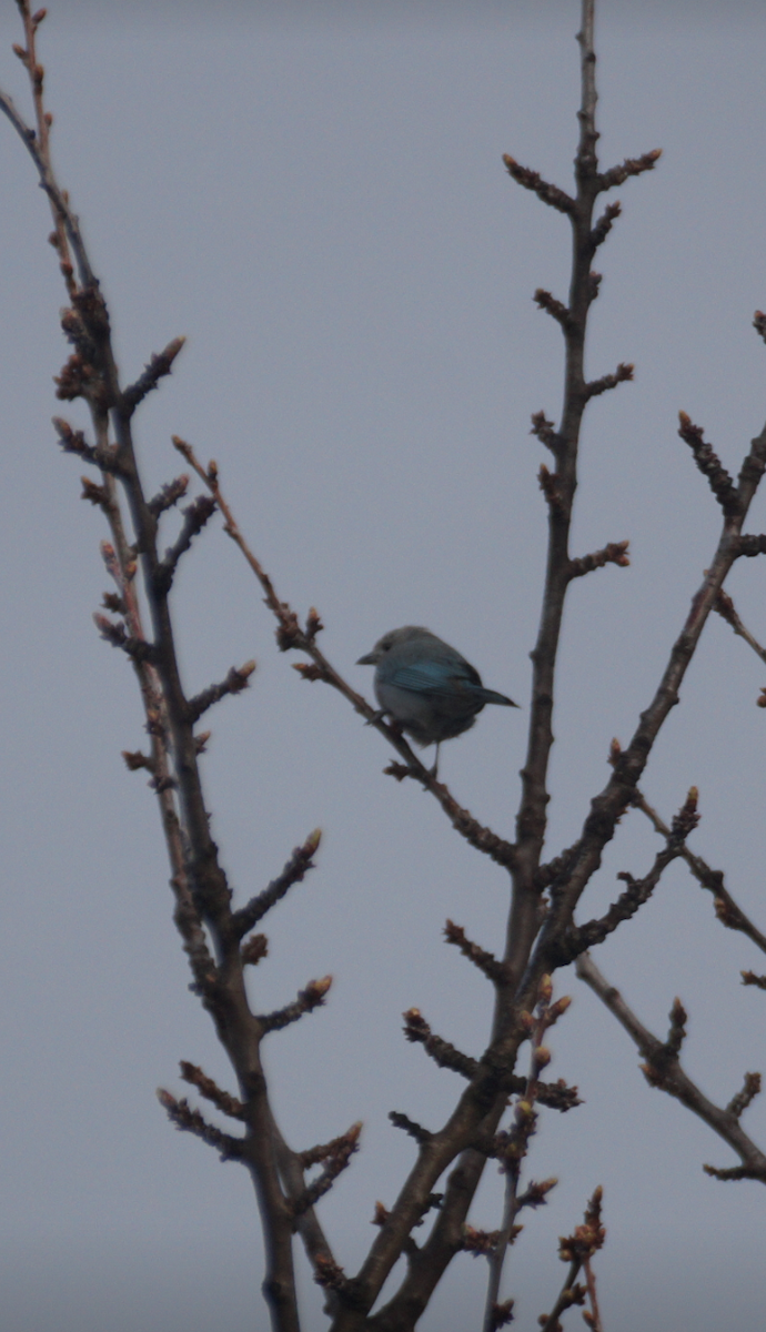 Sayaca Tanager - Eduardo Quintanilla