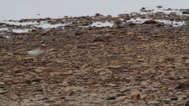 Siberian Sand-Plover - ML484252