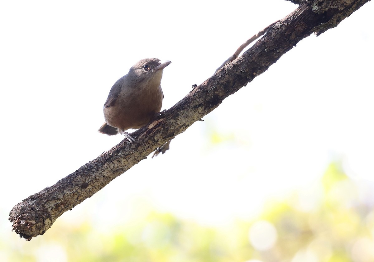 Rufous Shrikethrush - ML484253161