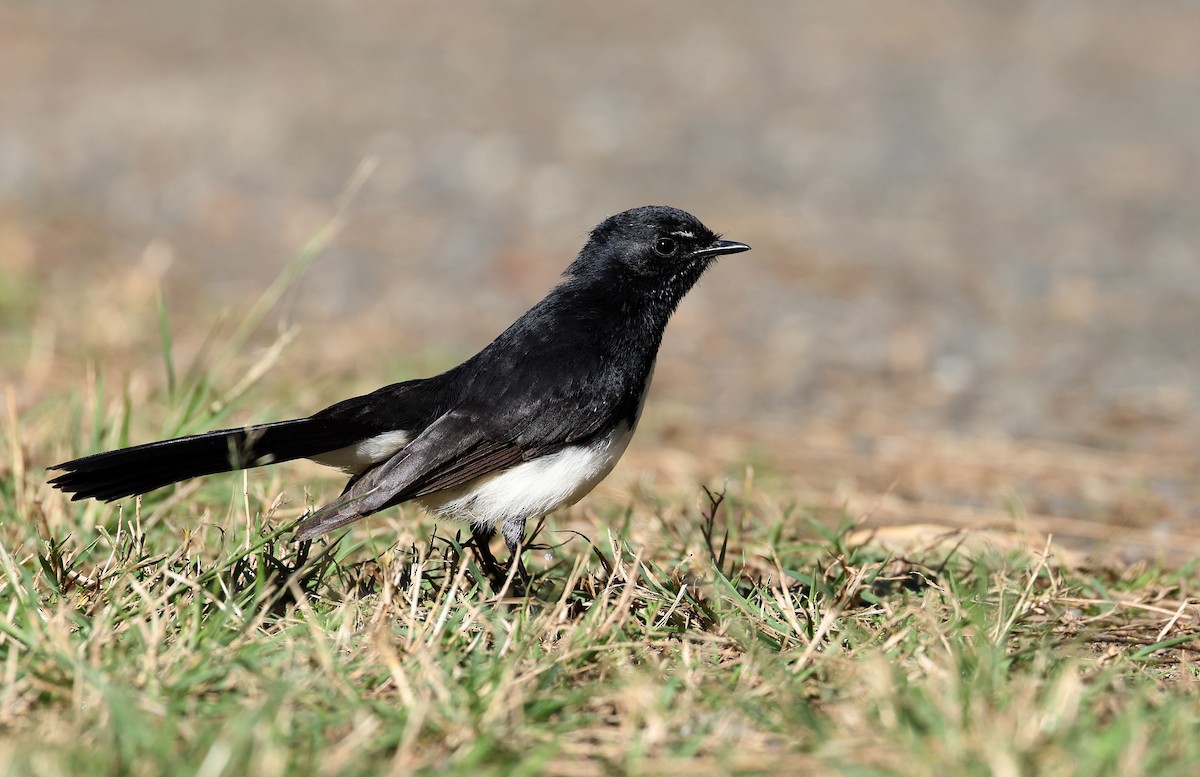 Willie-wagtail - ML484253241