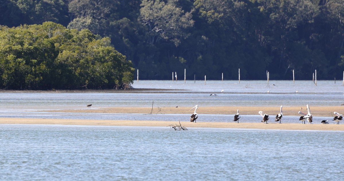 Australian Pelican - ML484253301