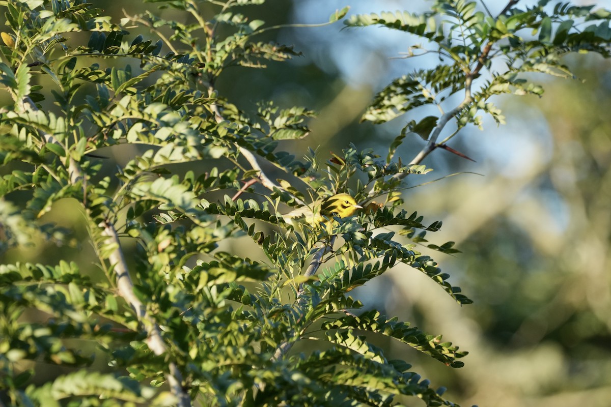 Prairie Warbler - ML484255321