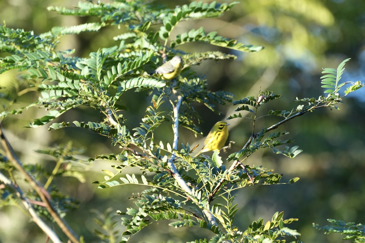 Prairie Warbler - ML484255331
