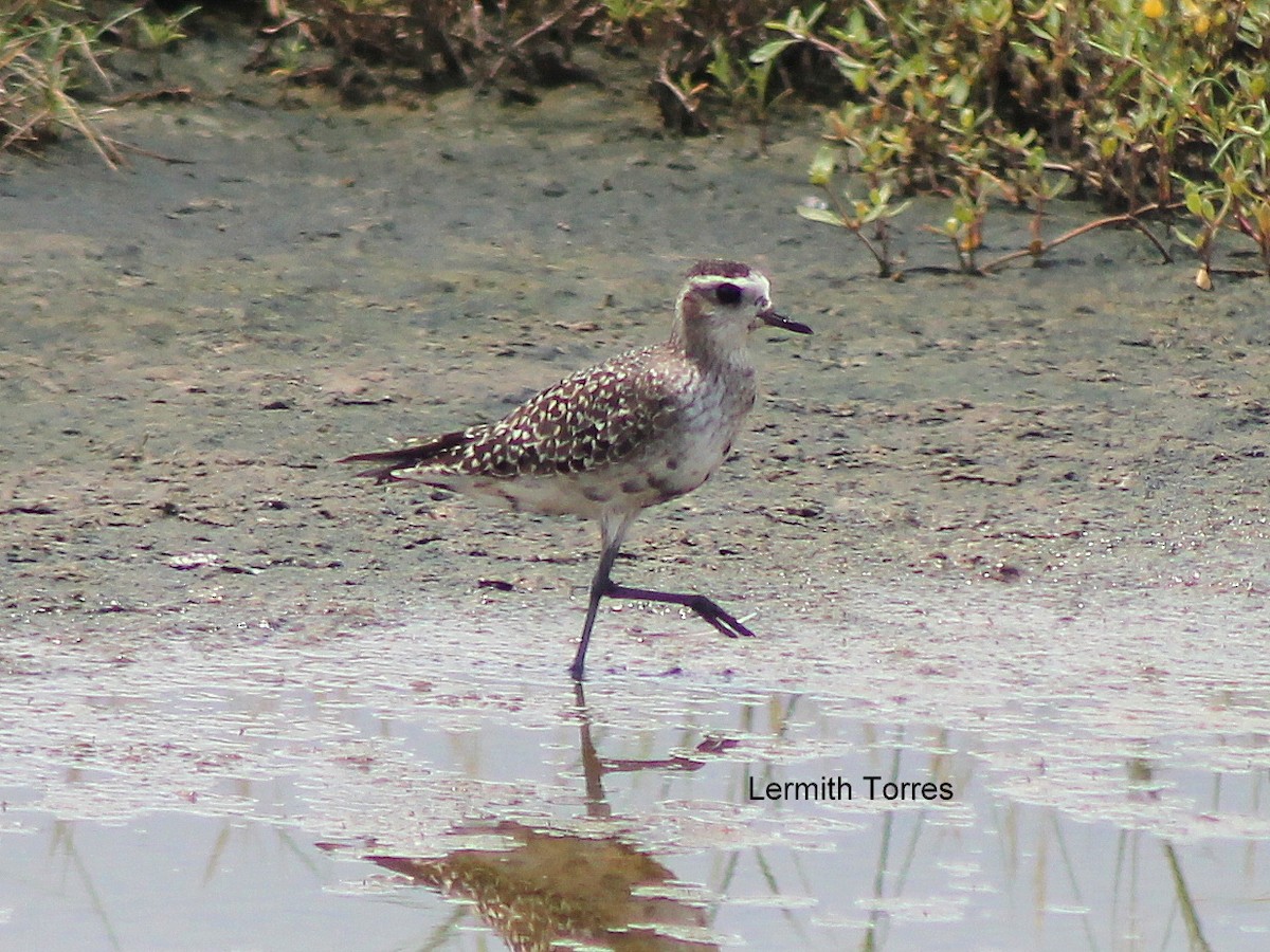 American Golden-Plover - ML484255631