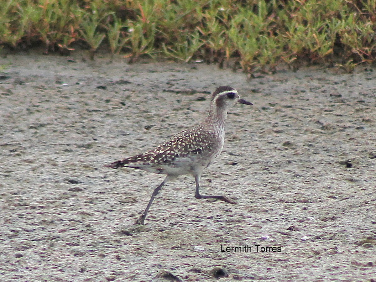 American Golden-Plover - ML484255711