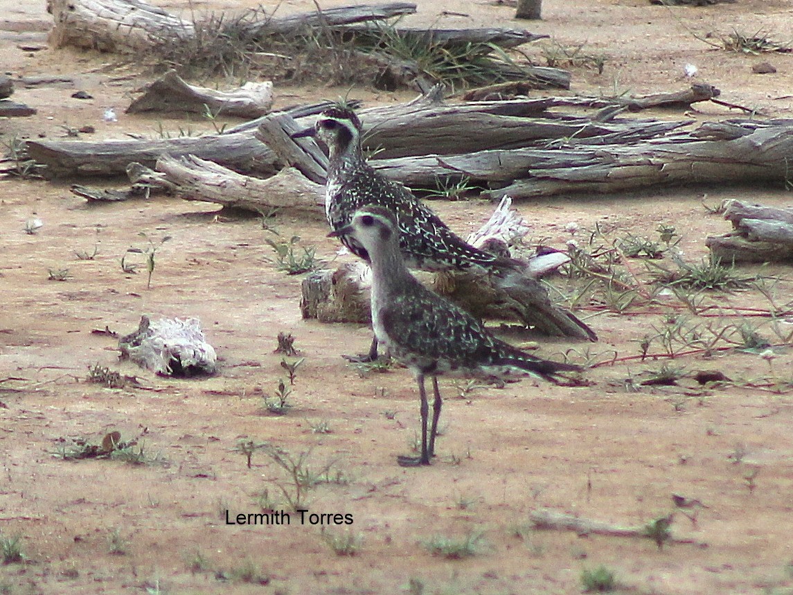 American Golden-Plover - Lermith Torres