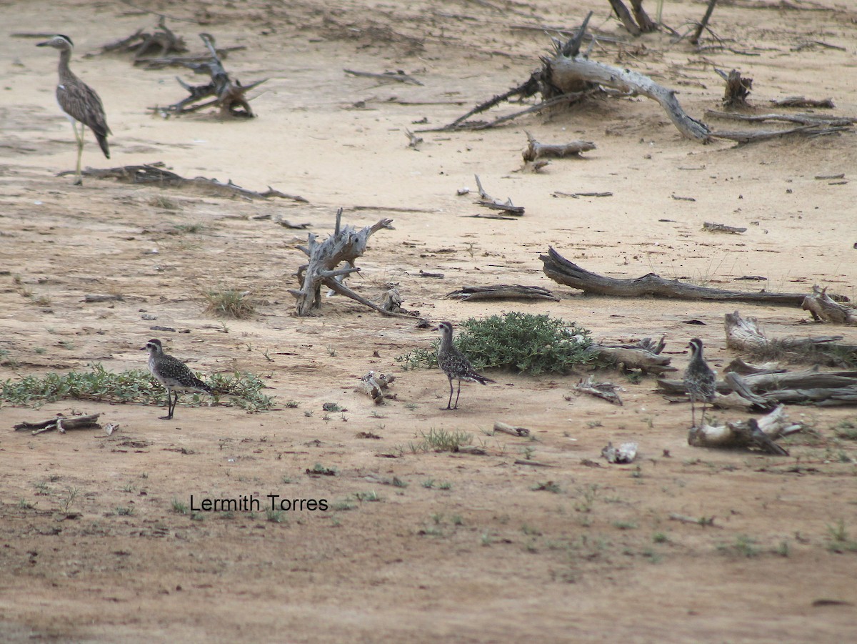 American Golden-Plover - ML484255901