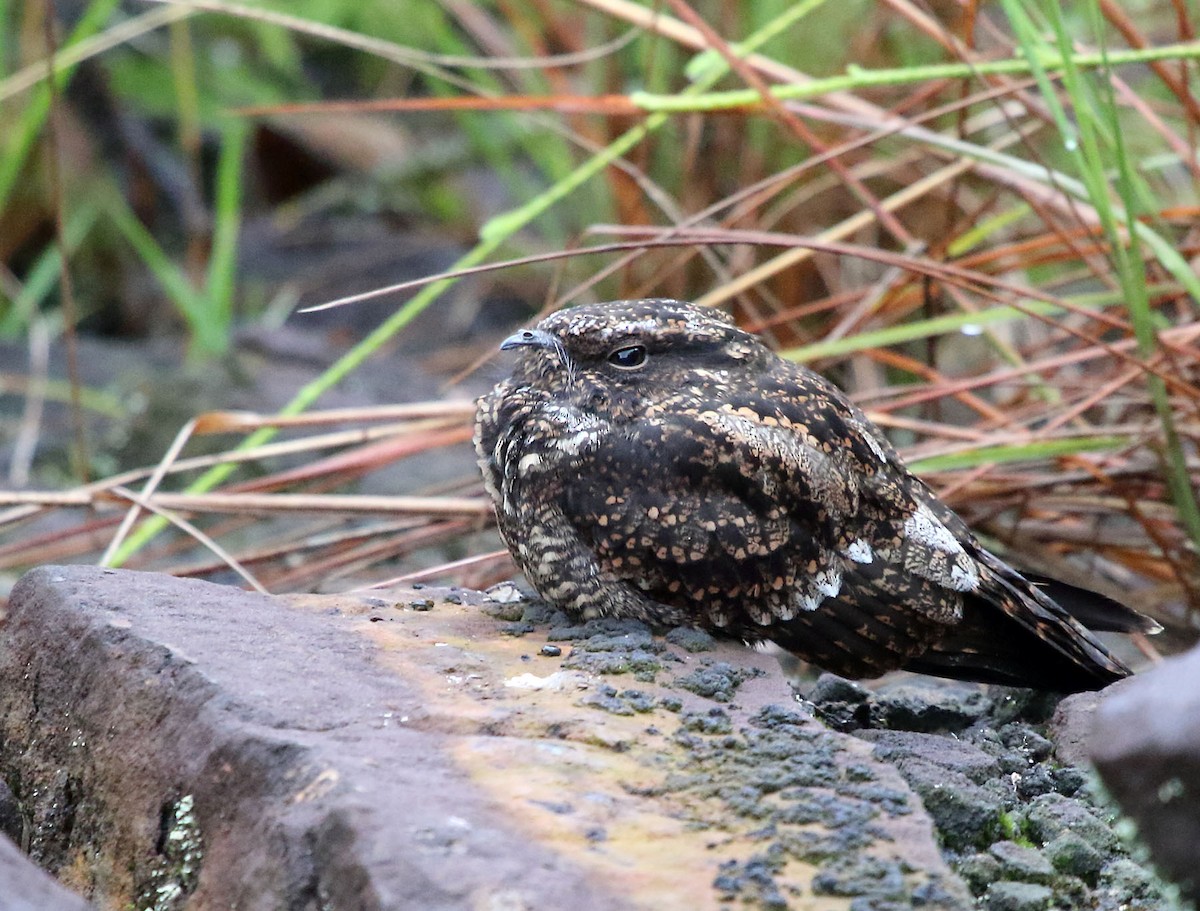 Blackish Nightjar - ML48425631