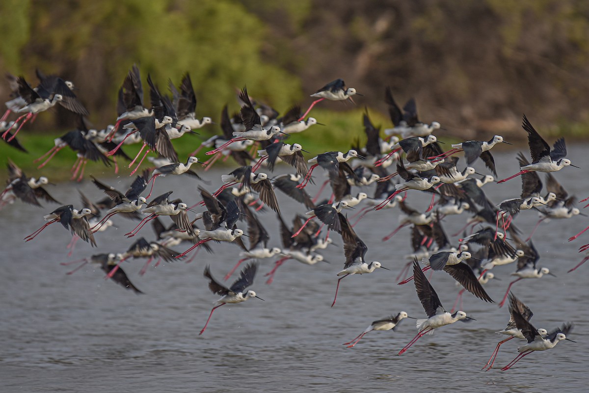 Pied Stilt - ML484256981