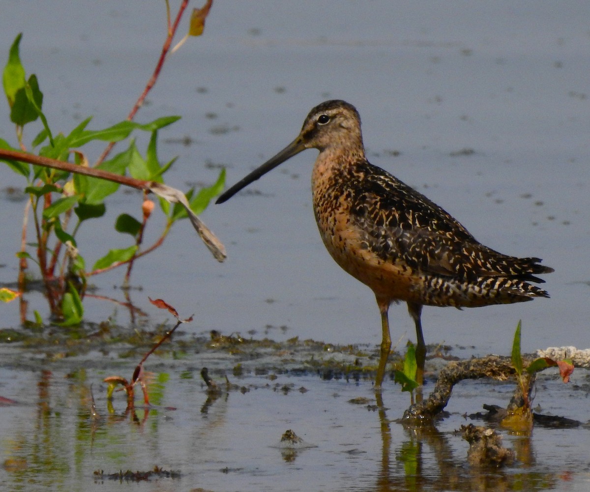 Long-billed Dowitcher - ML484258201