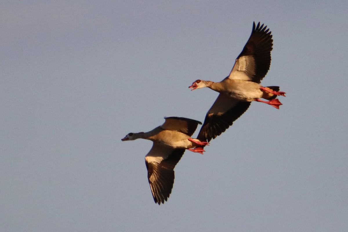 Egyptian Goose - ML484258531