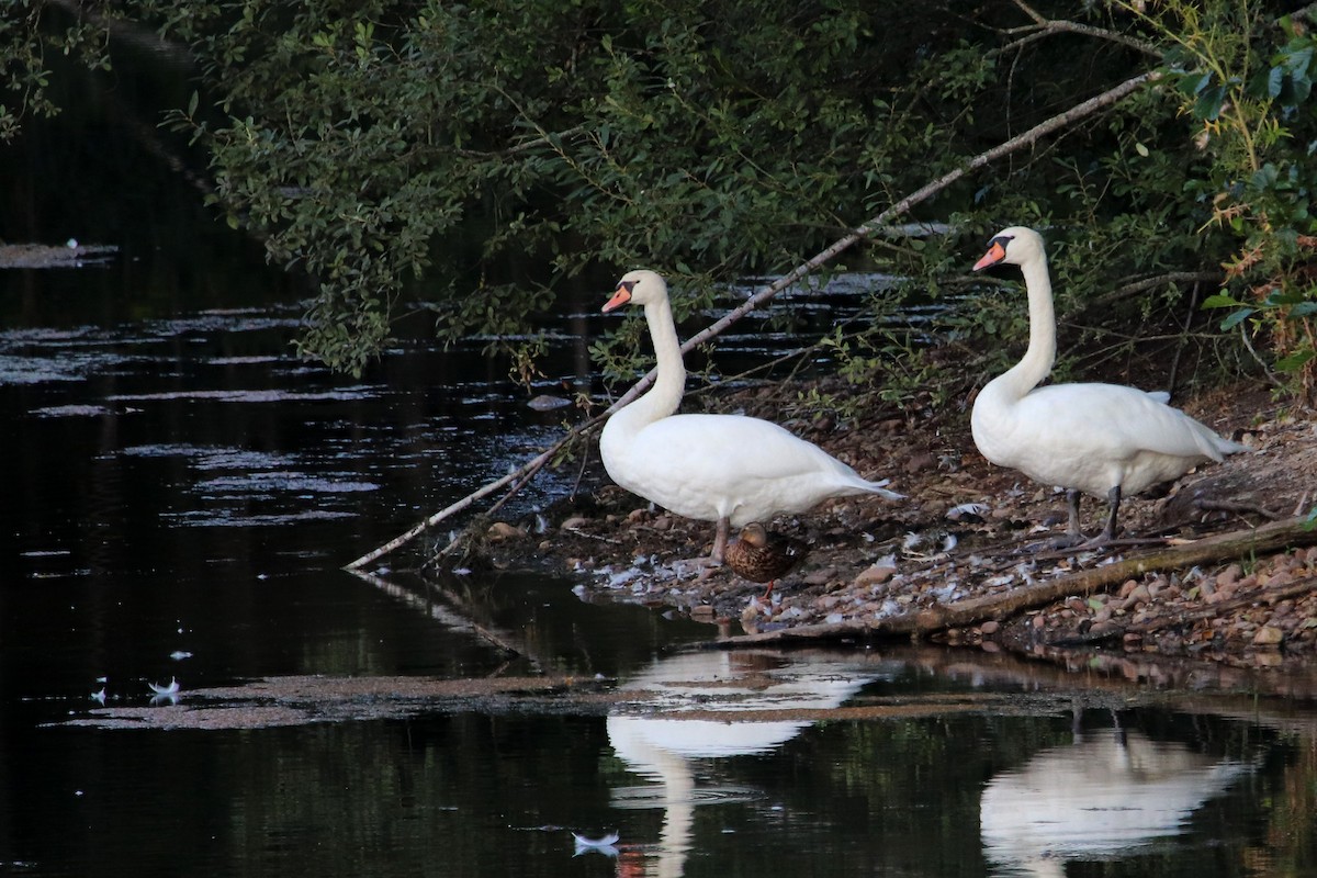 Mute Swan - ML484258541