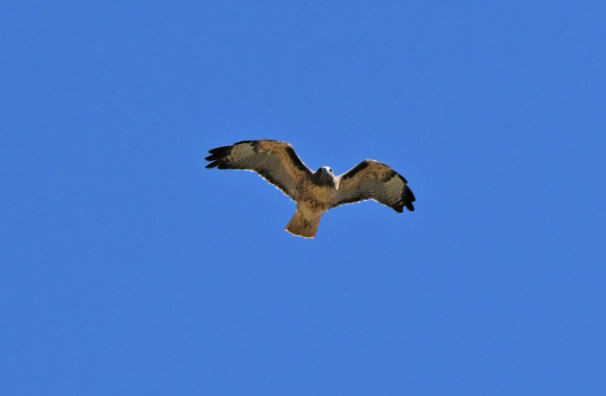Red-tailed Hawk - ML484258751