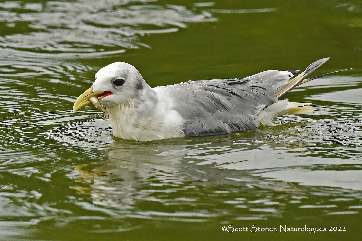 Mouette tridactyle - ML484258801