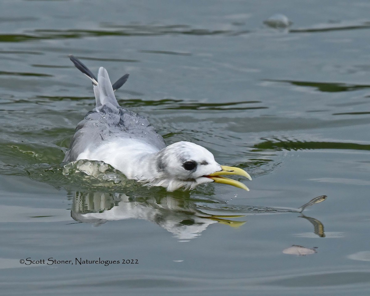 Mouette tridactyle - ML484258811