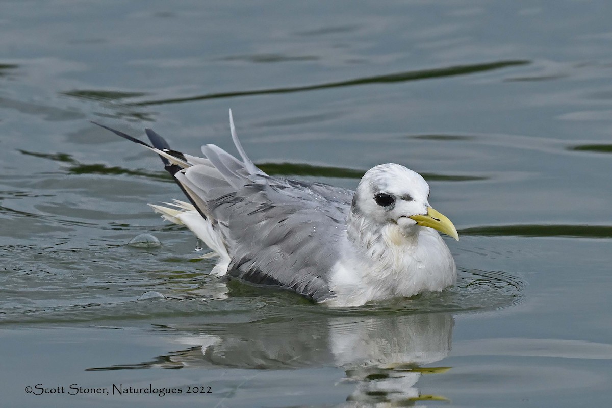 Black-legged Kittiwake - Scott Stoner