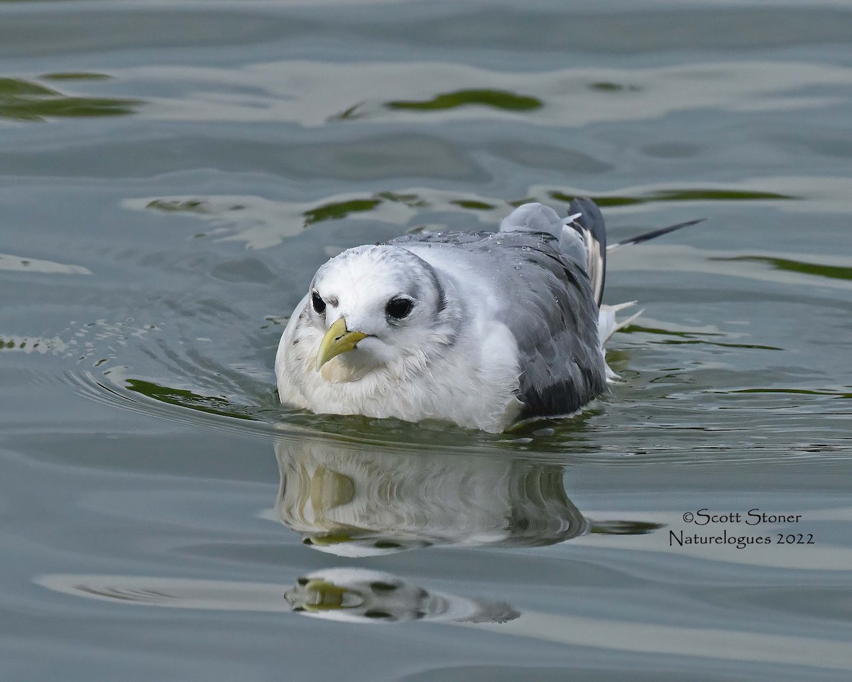 Mouette tridactyle - ML484258831