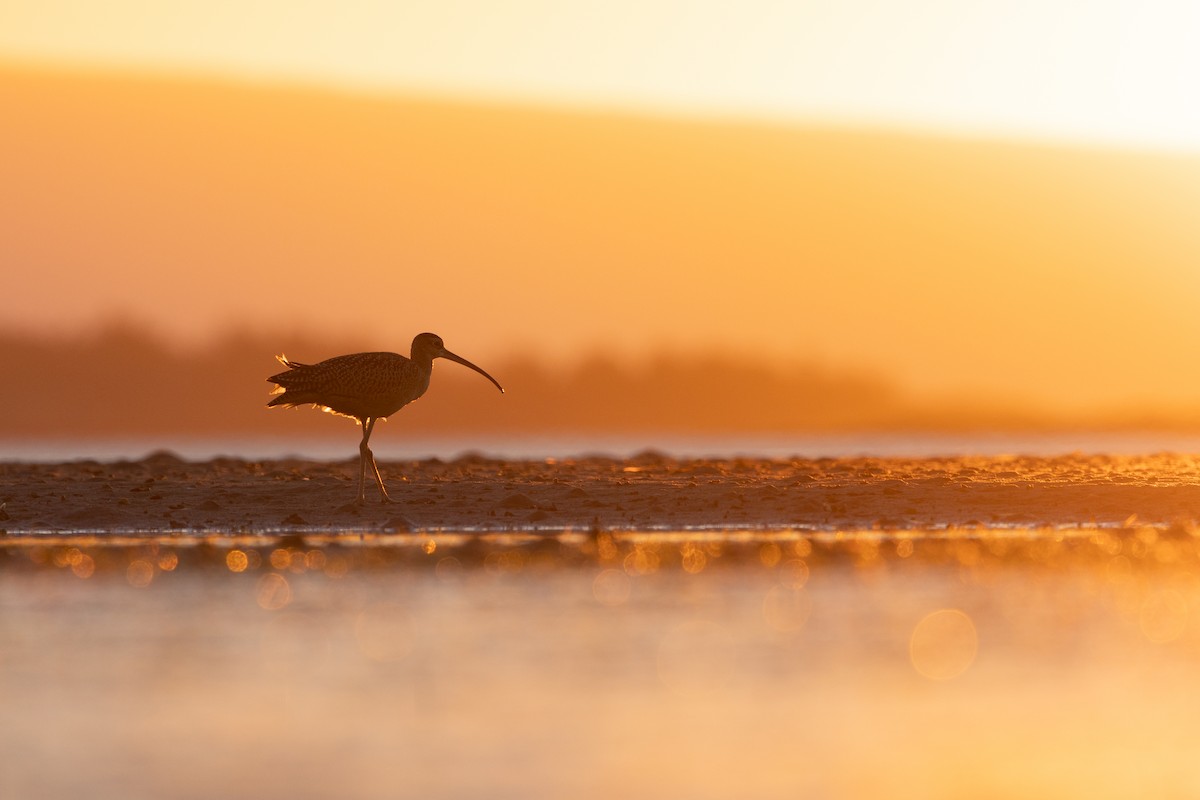 Long-billed Curlew - ML484261611