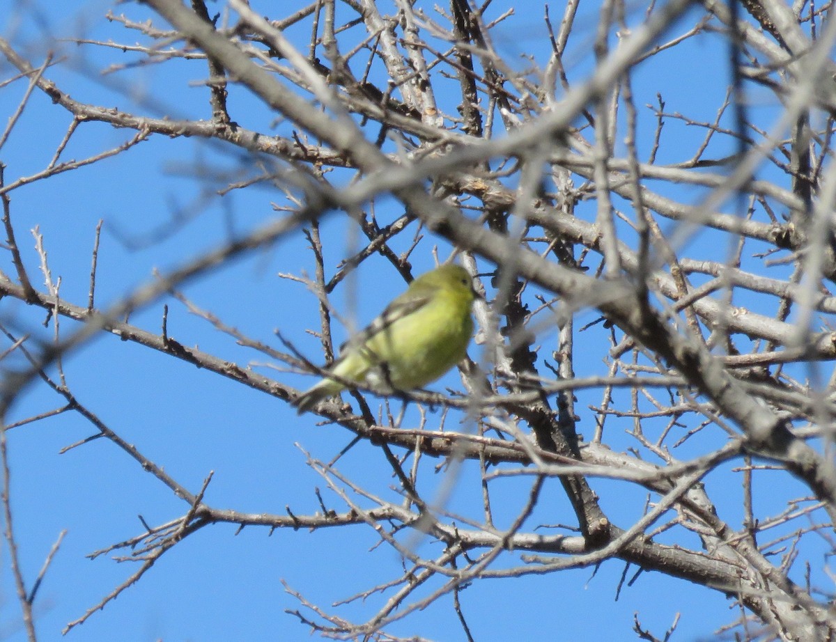 Lesser Goldfinch - ML48426221